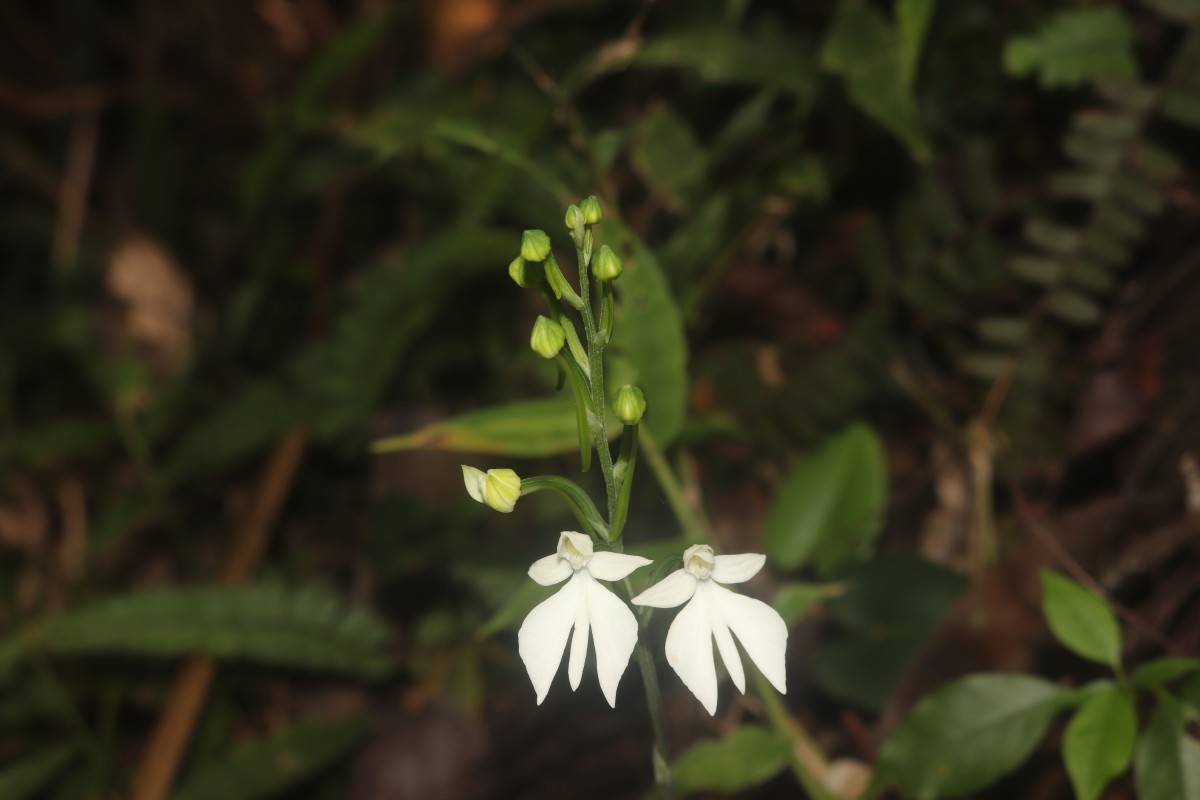 Habenaria plantaginea Lindl.